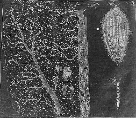 Wing Night-moth Vascular system